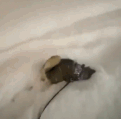 给主人杀出了一条雪路